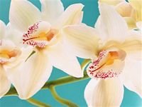pic for 480x360 Orchid Arrangements